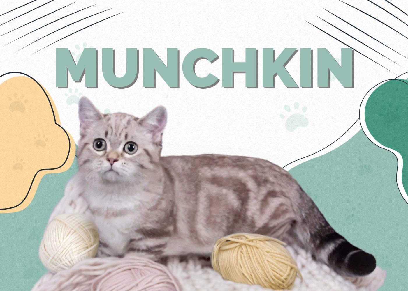 Munchkin