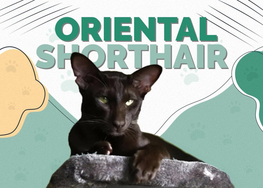 Oriental Shorthair Cat