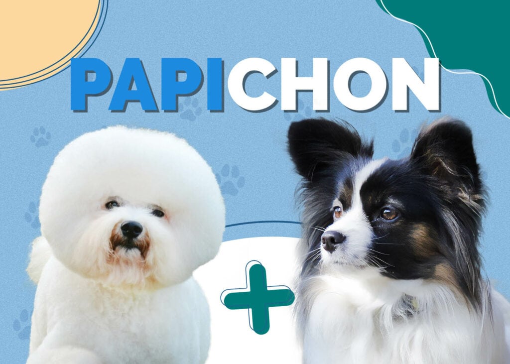 Papichon (Papillon & Bichon Frise Mix)