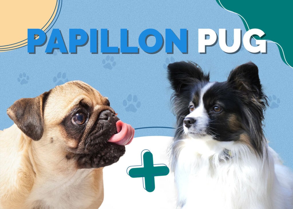 Papillon Pug Mix