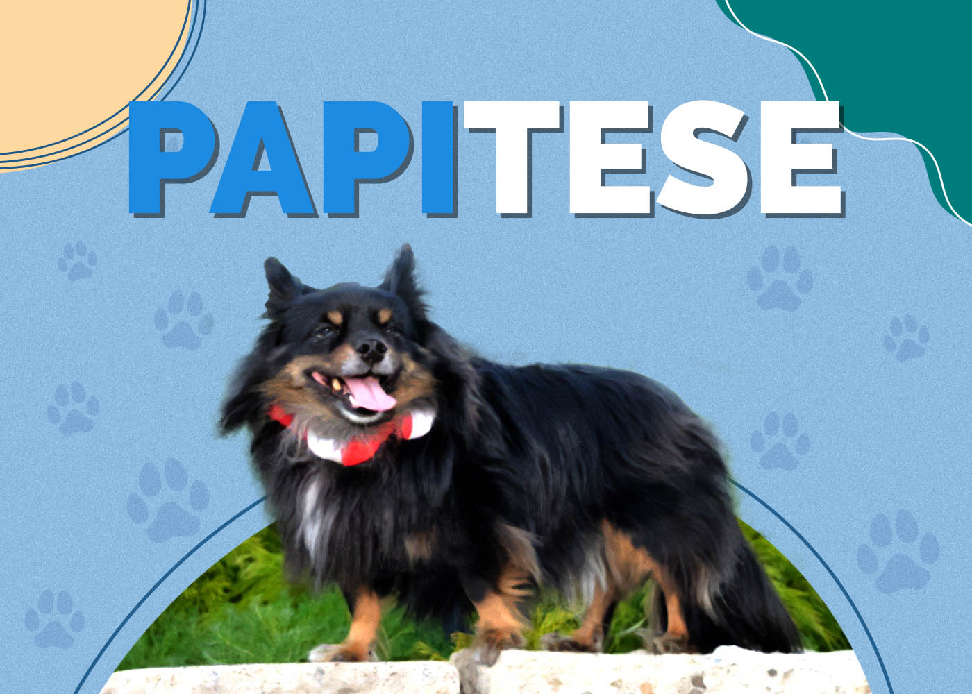 Papitese (Maltese & Papillon Mix)