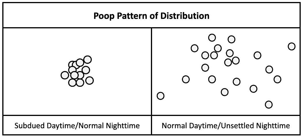 diagram showing pattern of parakeet poop