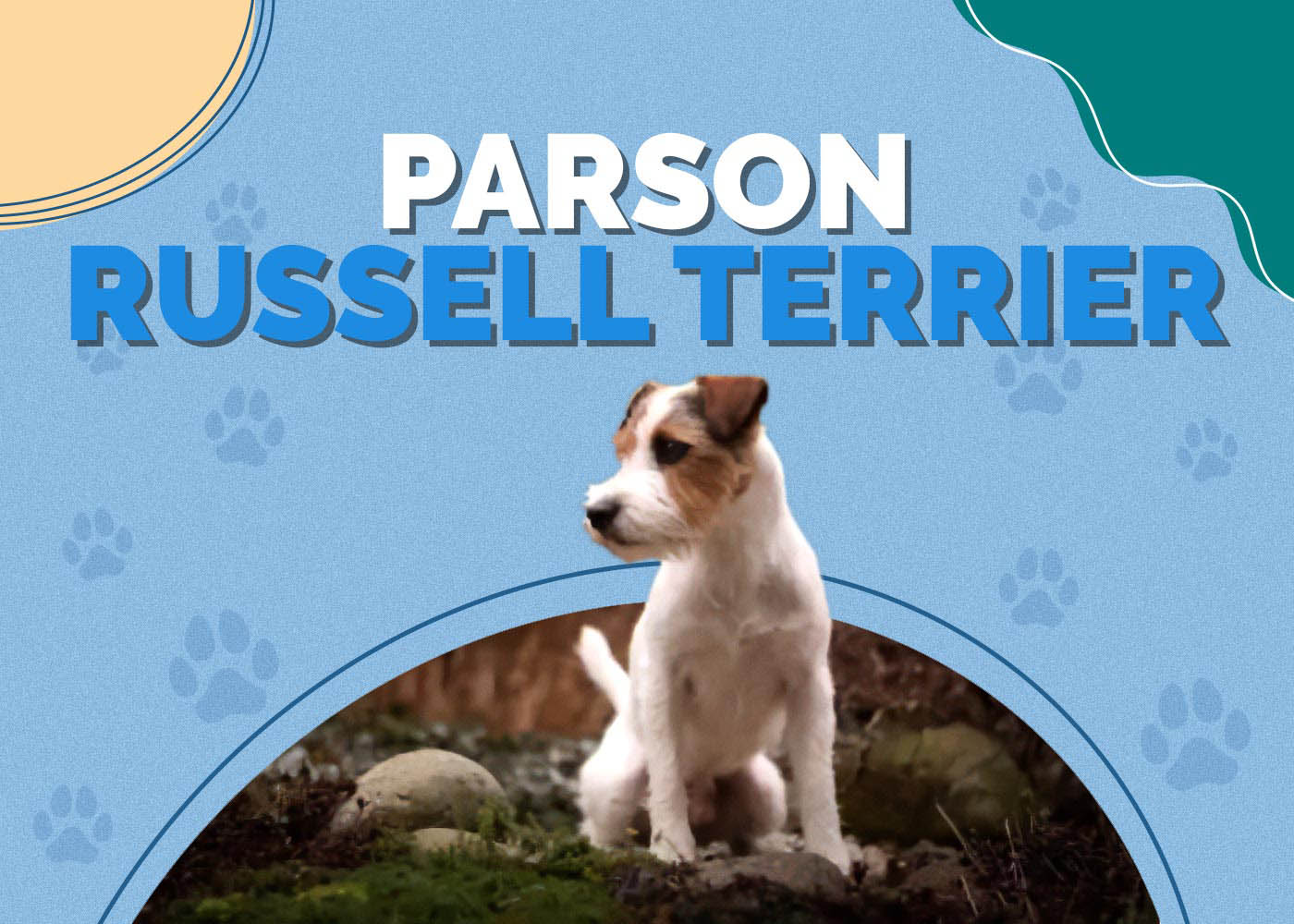 Parson Russell Terrier