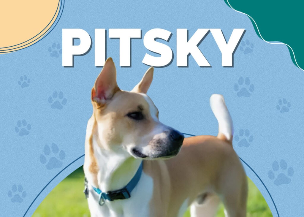 Pitsky (Pitbull & Husky Mix)