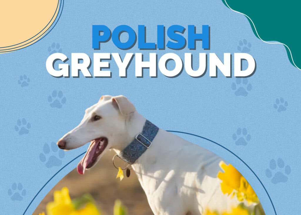 Polish Greyhound