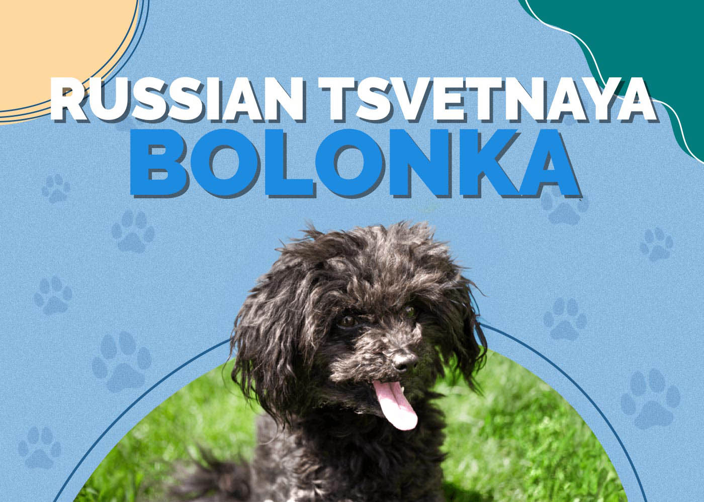 Russian Tsvetnaya Bolonka