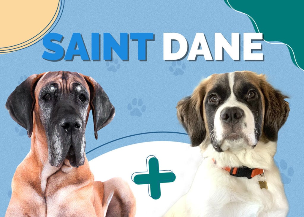 Saint Dane (Saint Bernard & Great Dane Mix)