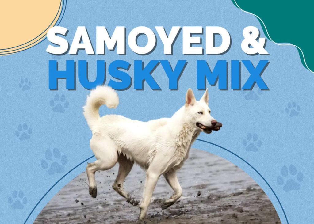 Samoyed & Husky Mix Dog