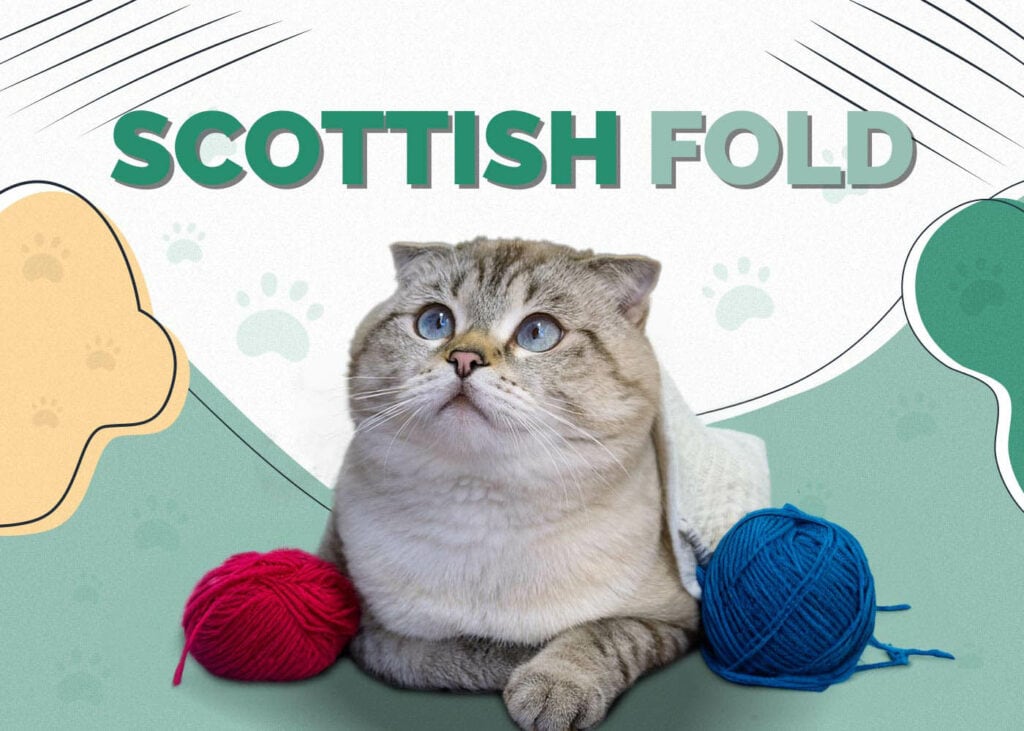 Scottish Fold Cat
