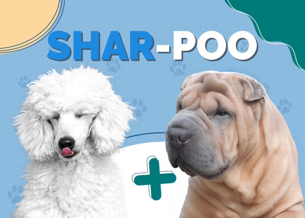 Shar Pei & Poodle Mix (Shar-Poo)
