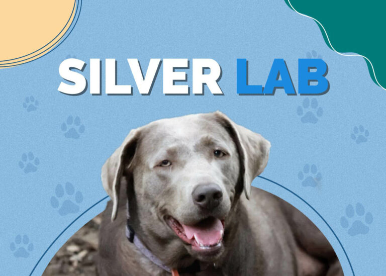 Silver Lab Dog Breed: Info, Pictures, Personality & More | Hepper Pet ...