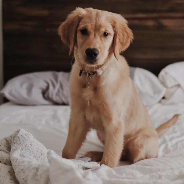 Southern Oaks Inn St. Augustine, Florida.jpg