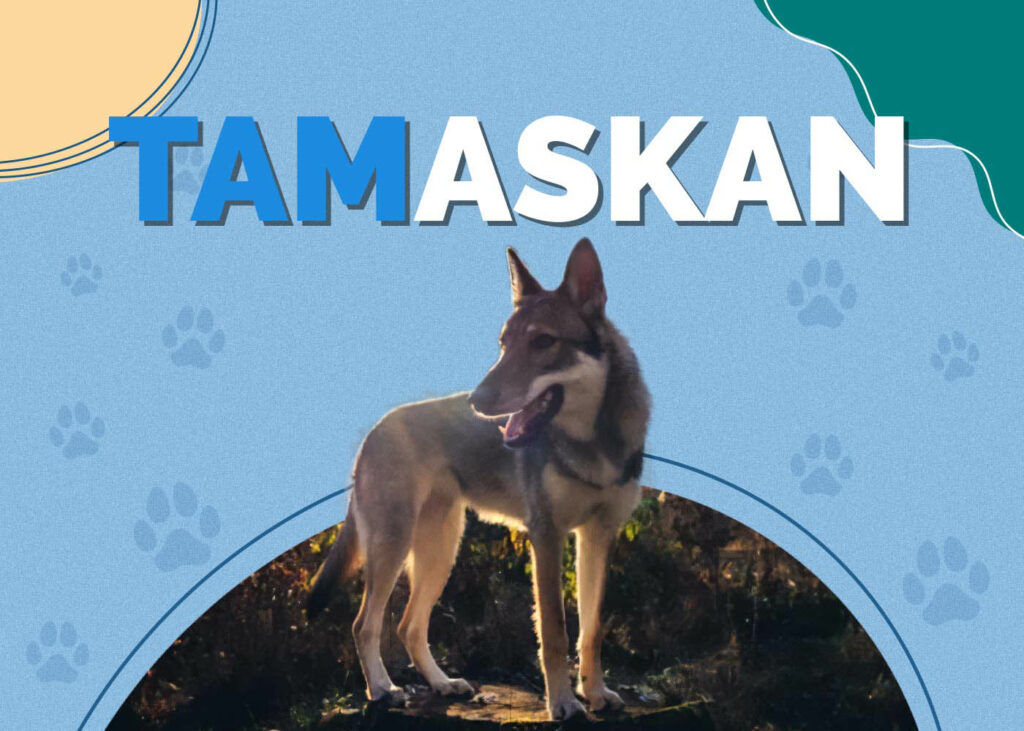 Tamaskan Dog