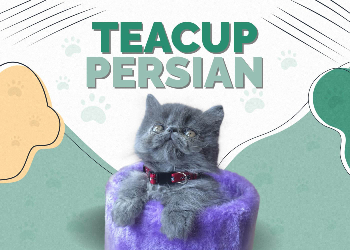Teacup Persian Cat