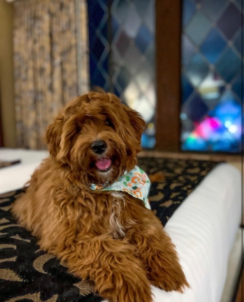 The Cheshire, St. Louis