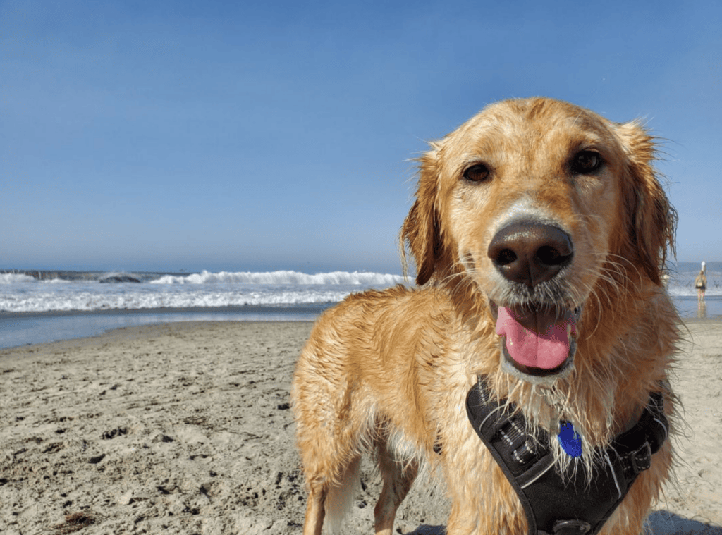 The Tides Oceanview Inn and Cottages