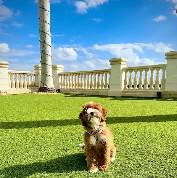 The Westin Cape Coral Resort at Marina Village, Florida