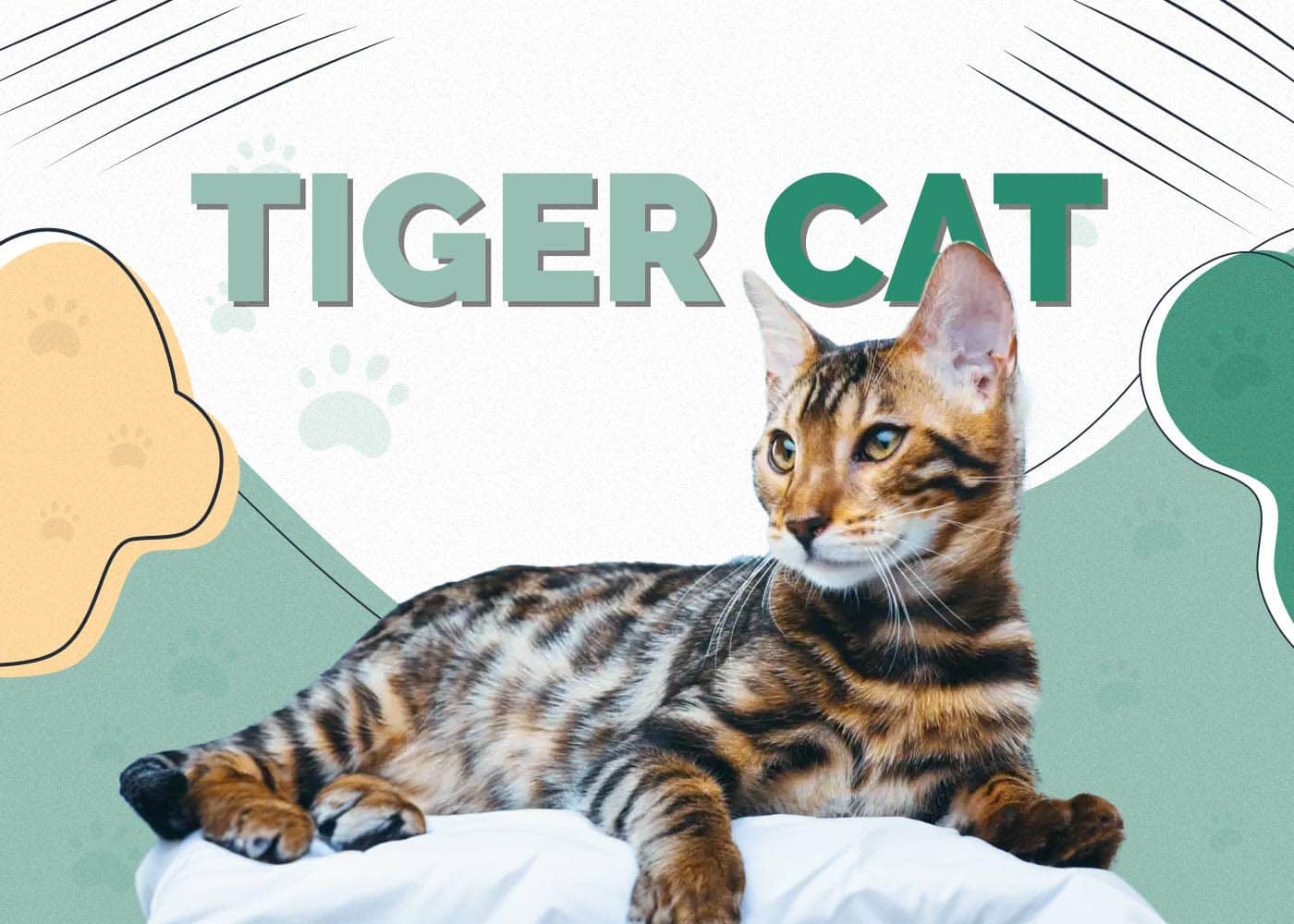 Tiger Cat