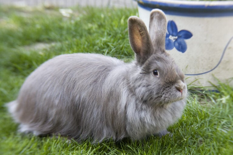 Swiss Fox Rabbit: Info, Pictures, Care Guide, Lifespan & Traits ...