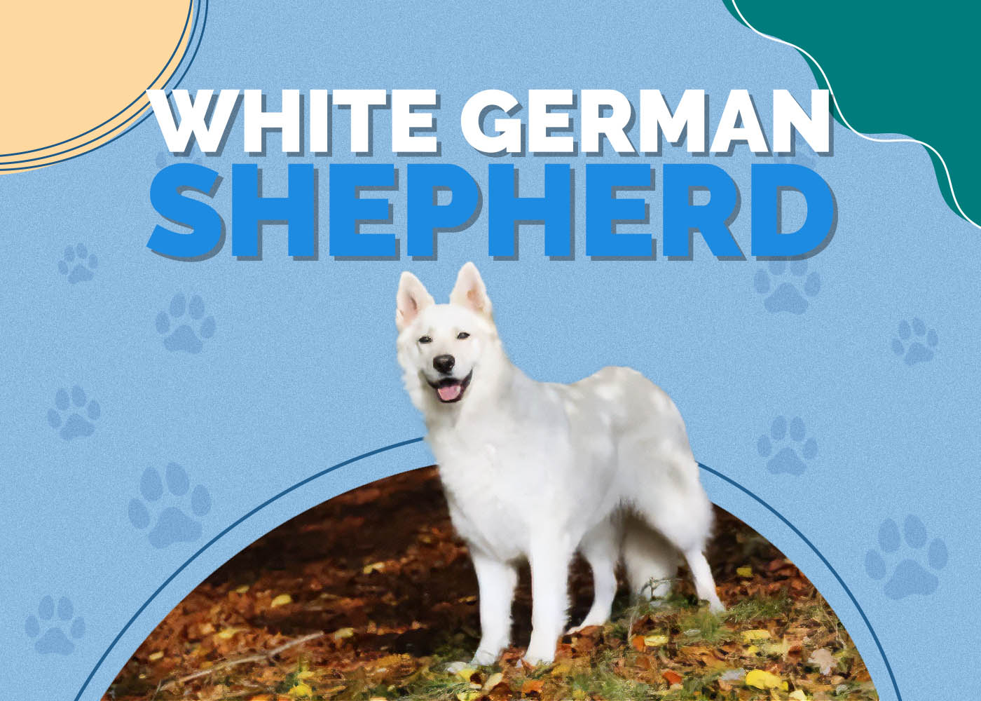 White German Shepherd
