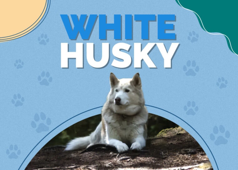 Chusky (Siberian Husky & Chow Chow Mix): Info, Pictures ...