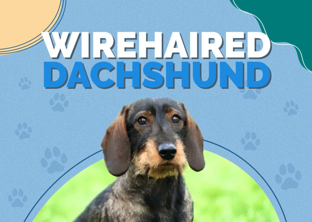 Wirehaired Dachshund