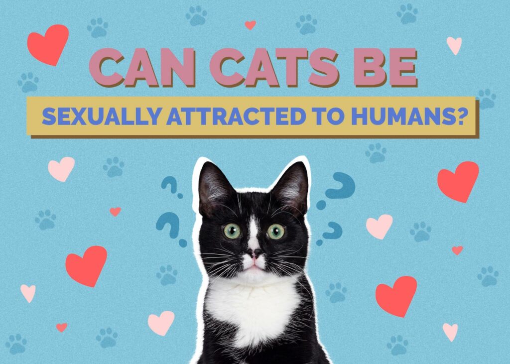 Can Cats Be Sexually Attracted to Humans