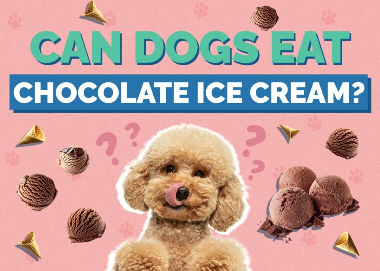 View of Can Dogs Eat Chocolate Ice Cream? Vet Approved Facts & FAQ | Hepper Pet ...