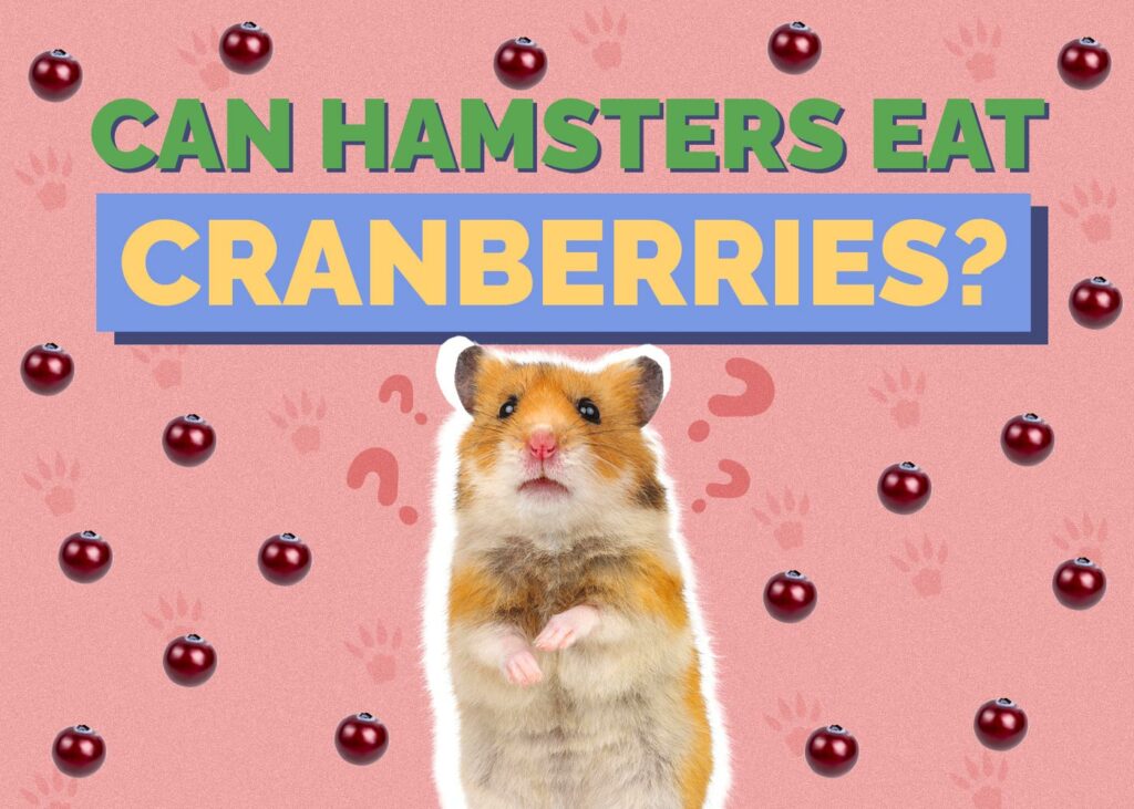 Can Hamsters Eat Cranberries