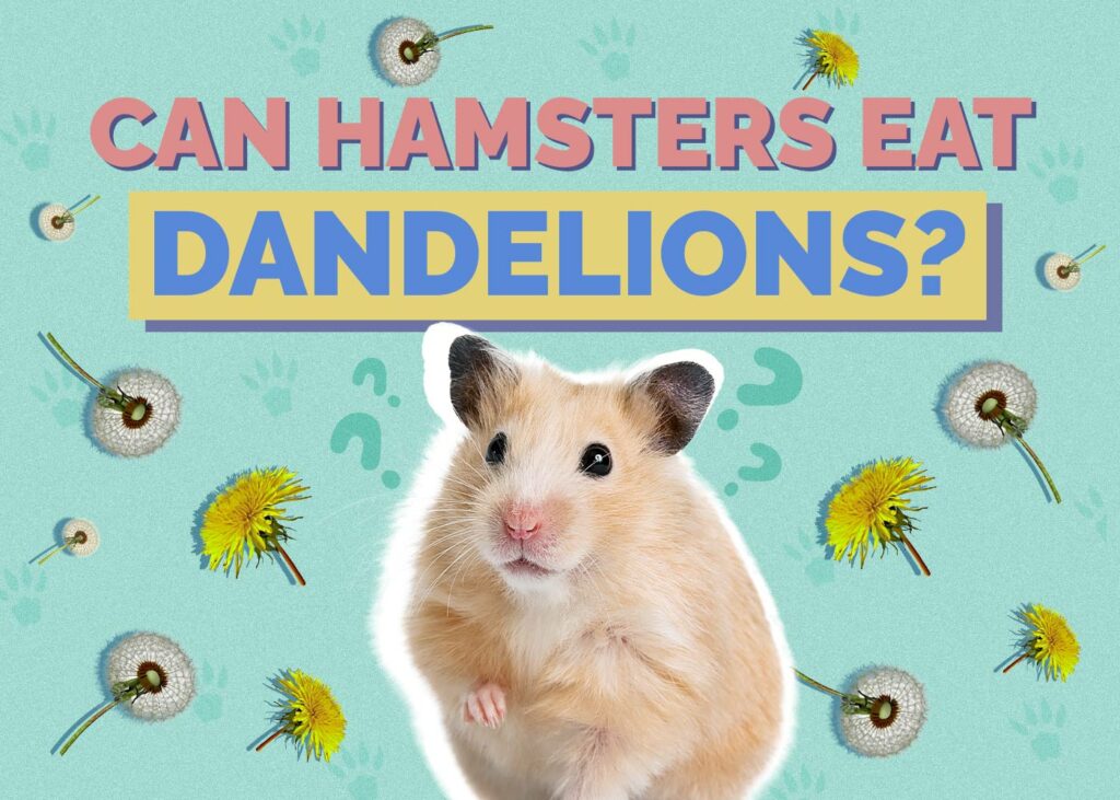 Can Hamsters Eat Dandelions