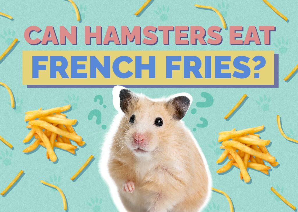 Can Hamsters Eat French Fries