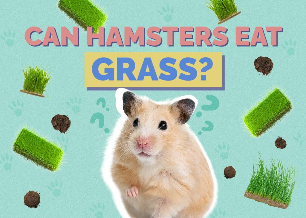Can Hamsters Eat Grass