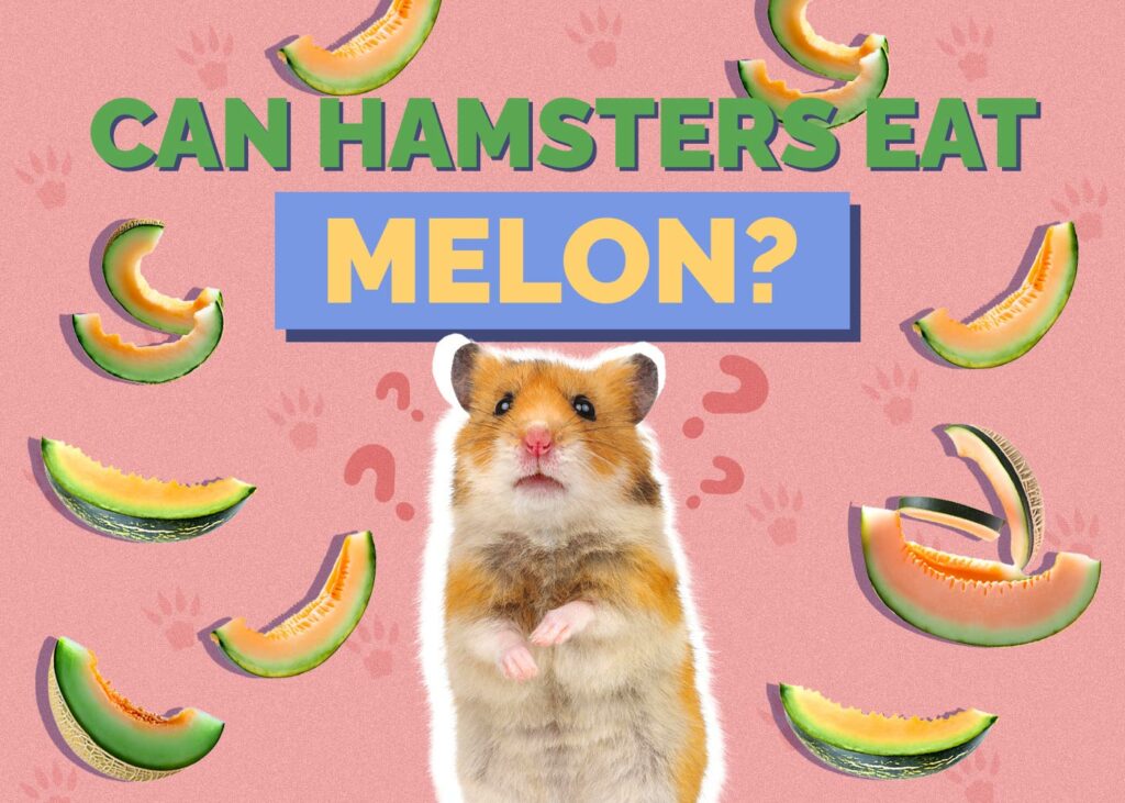 Can Hamsters Eat Melon