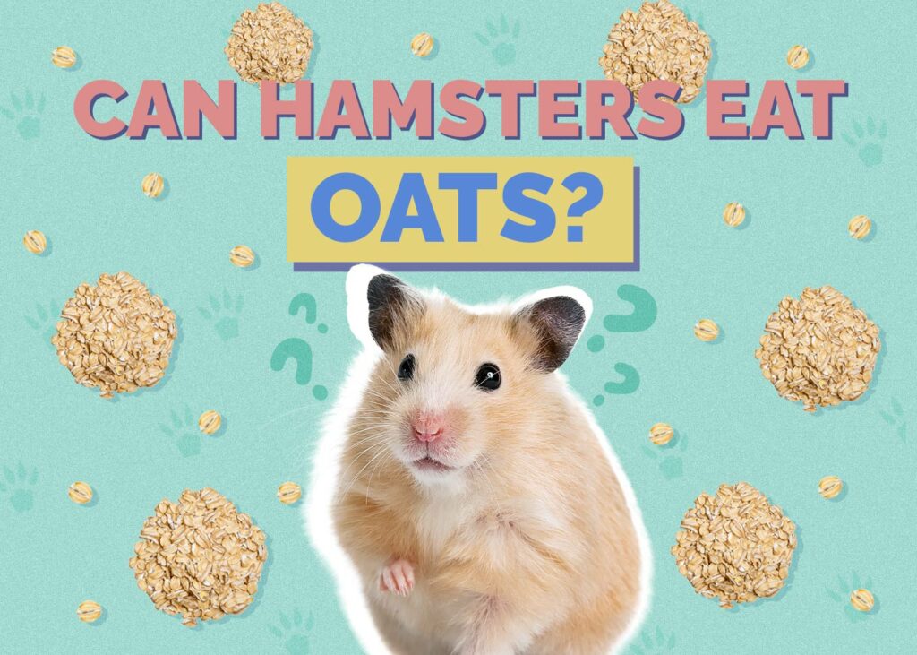 Can Hamsters Eat Oats