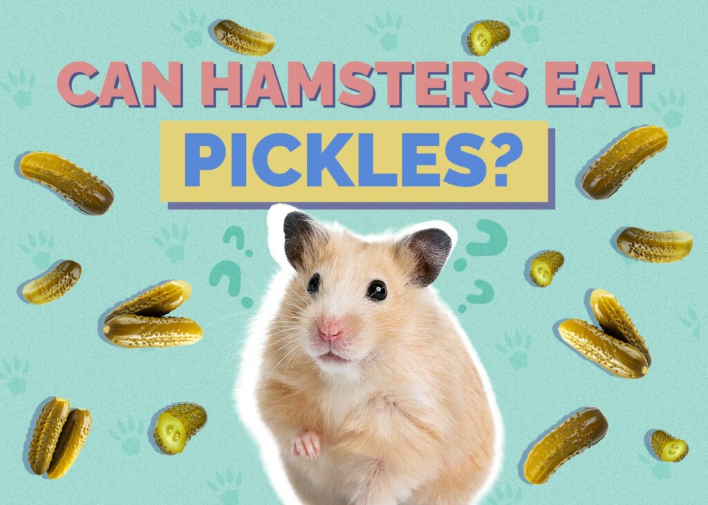 Can Hamsters Eat Pickles