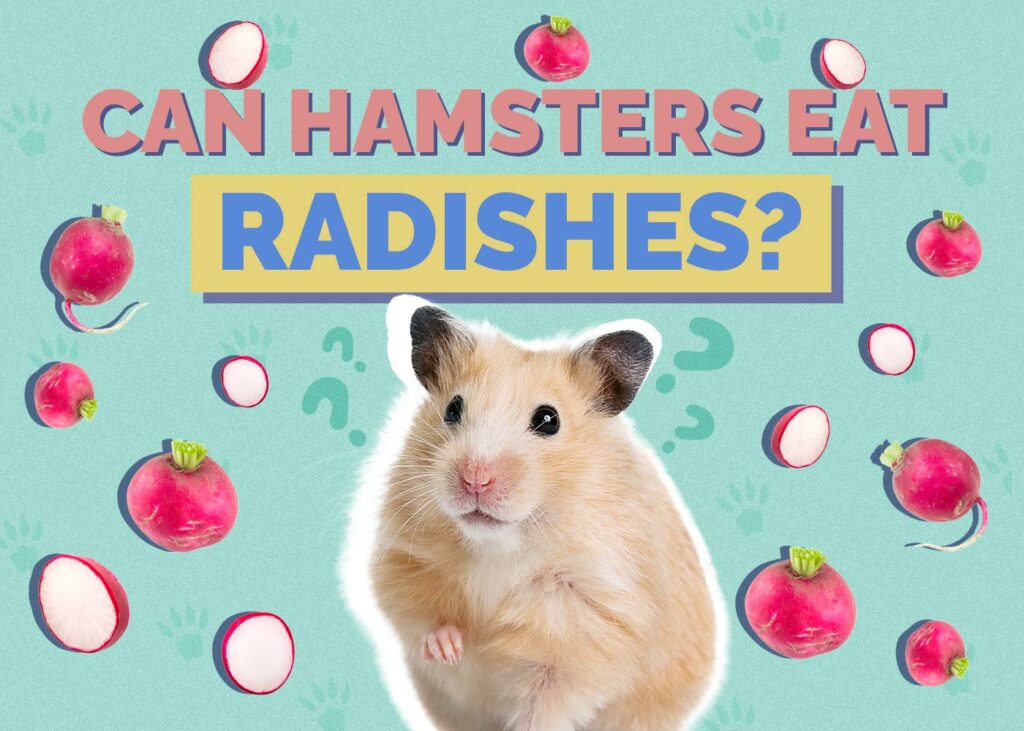 Can Hamsters Eat Radishes