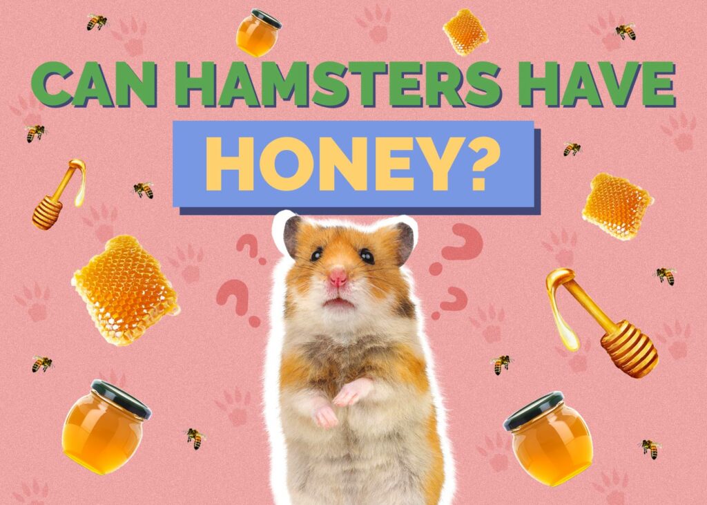 Can Hamsters Have Honey