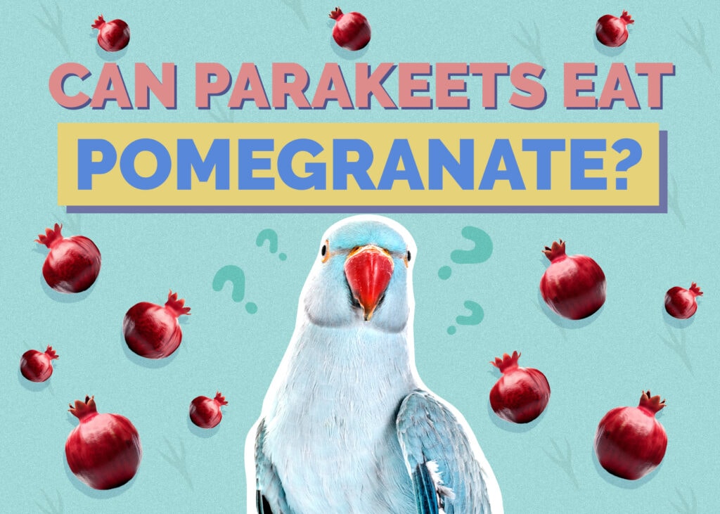 Can Parakeets Eat Pomegranate