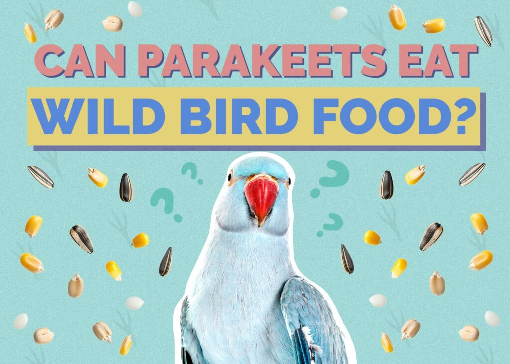 Can Parakeets Eat Wild Bird Food