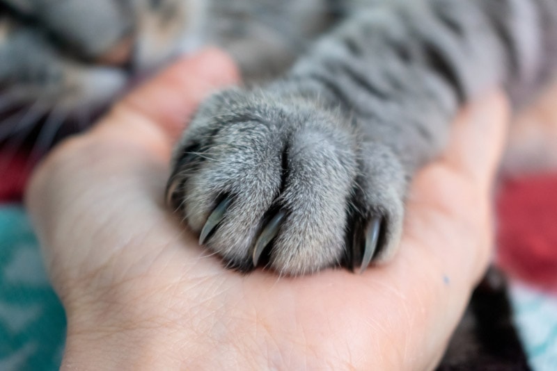 cat flluffy paw on owner's hand
