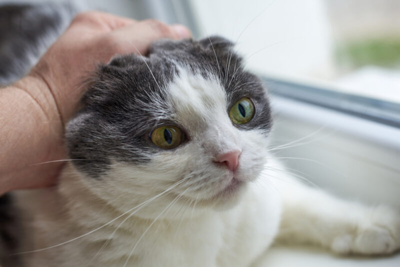 cat held by the scruff
