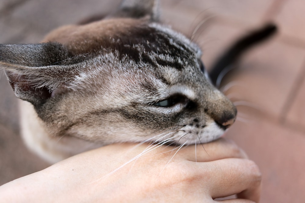 cat nibbling human hand