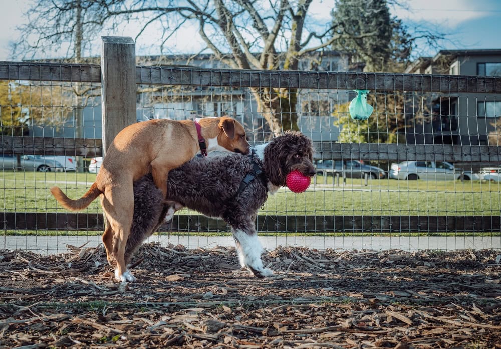 female dog humping male outdoors