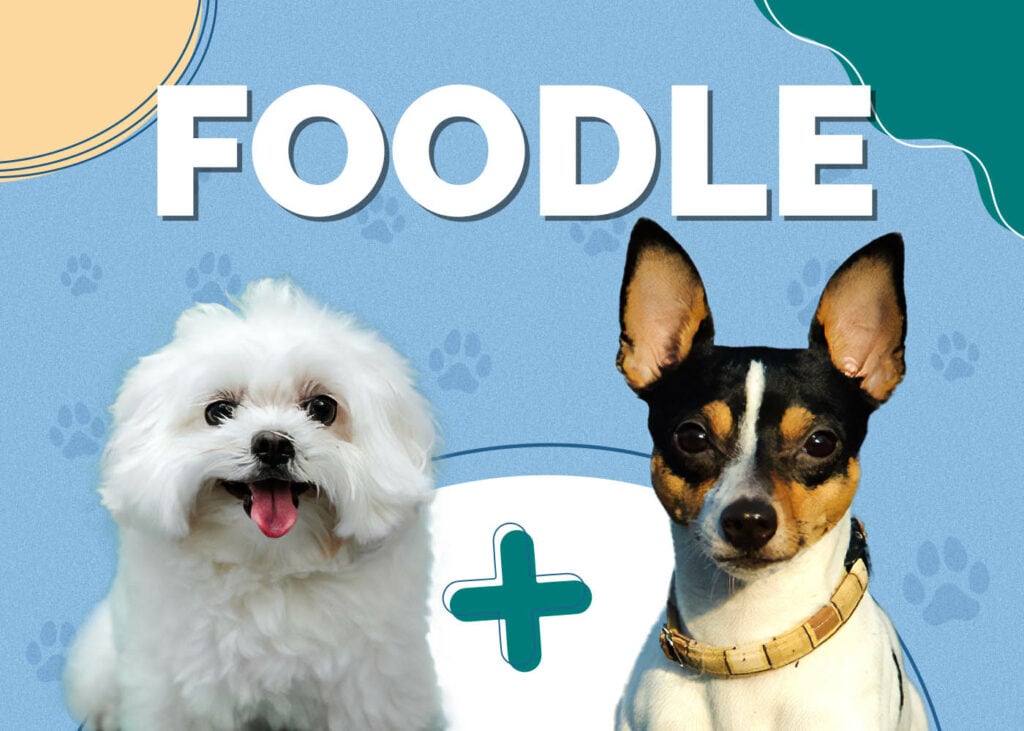 Foodle (Toy Poodle & Toy Fox Terrier)