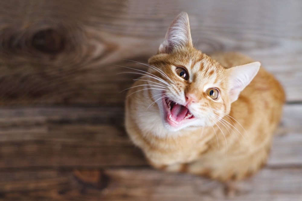 ginger cat looking up and meowing
