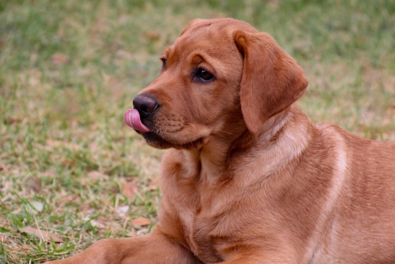 labrador retriever puppy lying on grass and licking its mouth
