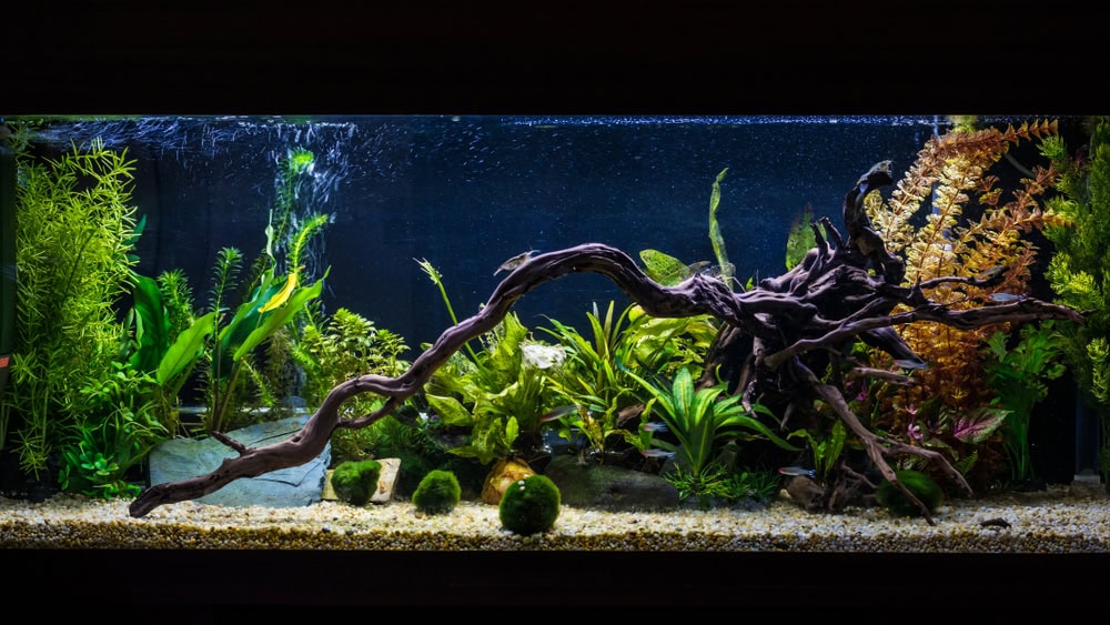 long tropical fish aquarium