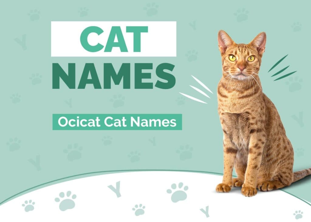 Ocicat Cat Names
