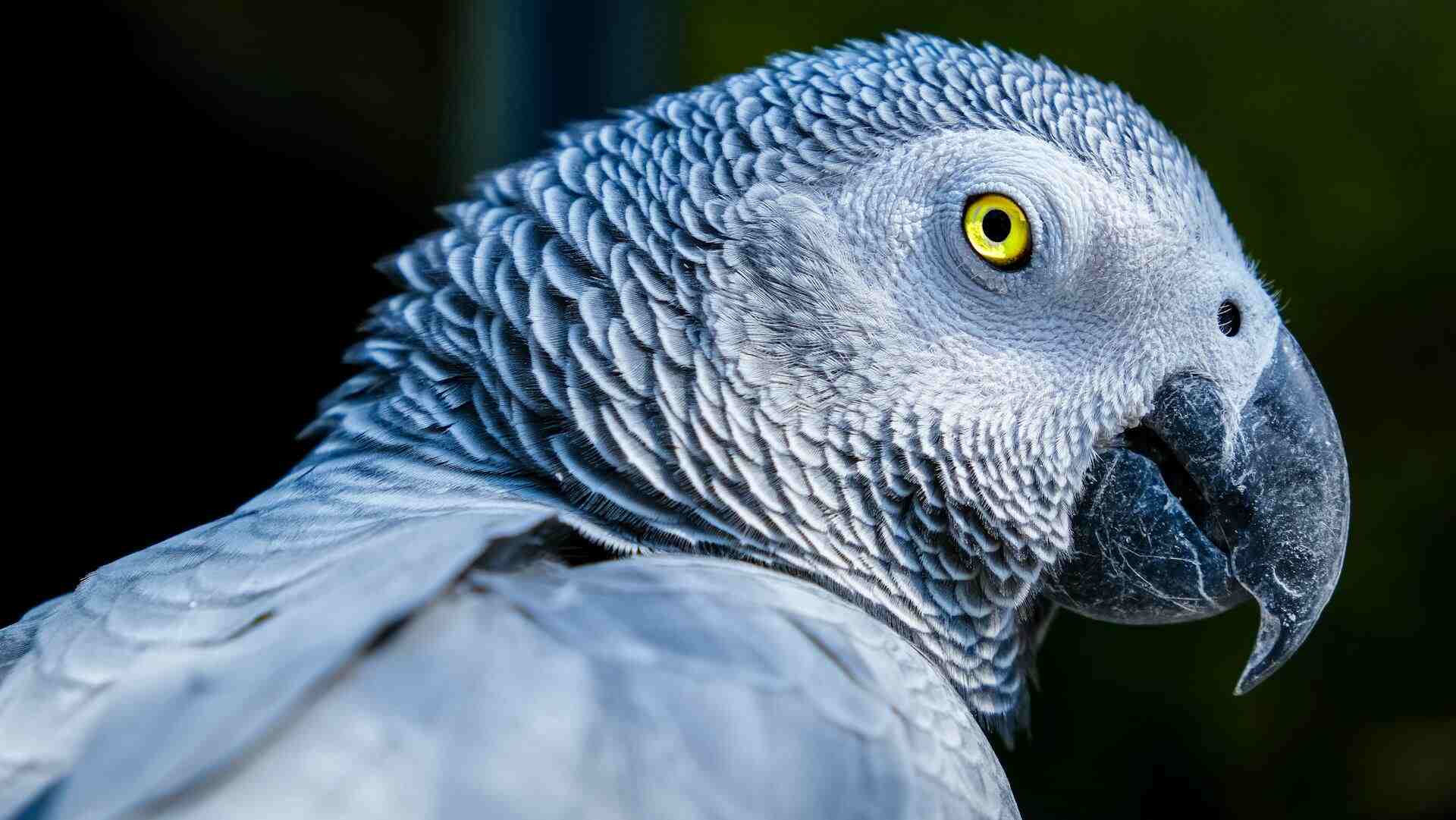 African Grey Parrot Pictures Info Diet Care Guide Hepper Pet 