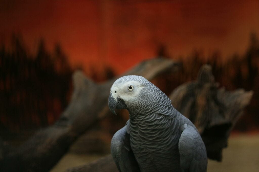 close up of African Grey Parrot